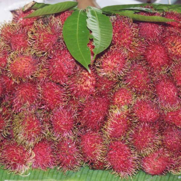 Rambután — EXOCHI